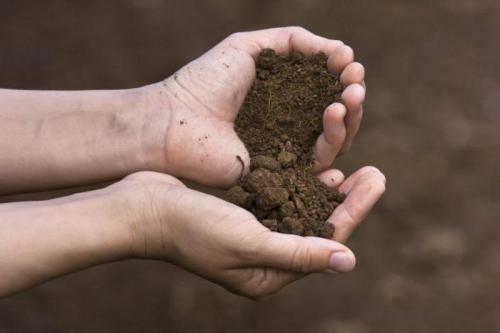 Посадка клубники семенами в открытый грунт. Как получить семена клубники