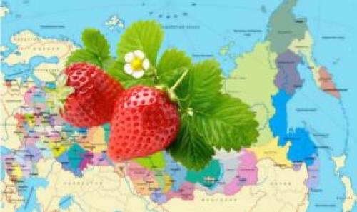 Посадка клубники весной в открытый грунт украина. Когда сажать клубнику весной, в каком месяце: оптимальные сроки