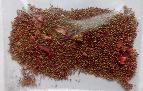 Посадка клубники семенами в открытый грунт. Как получить семена клубники