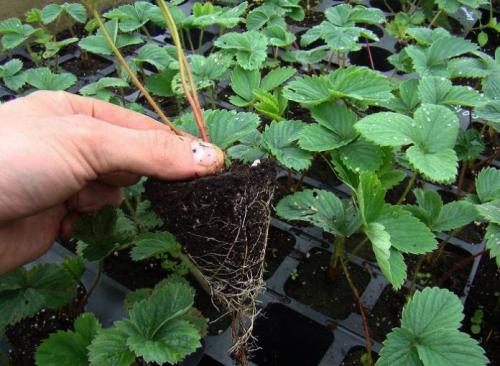 Посадка клубники семенами в открытый грунт. Как получить семена клубники