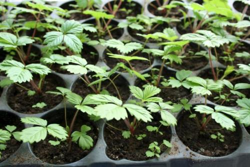 Посадка клубники семенами в открытый грунт. Как получить семена клубники