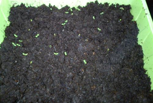 Посадка клубники семенами в открытый грунт. Как получить семена клубники