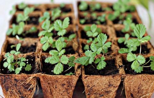 Посадка клубники семенами в открытый грунт. Как получить семена клубники