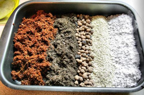 Посадка клубники семенами в открытый грунт. Как получить семена клубники