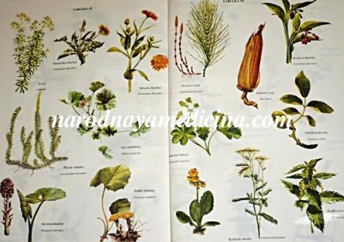 Какие растения помогают бороться с простудой. Лекарственные растения и субстраты от простудных и вирусных заболеваний 02 Какие растения помогают бороться с простудой. Лекарственные растения и субстраты от простудных и вирусных заболеваний 02