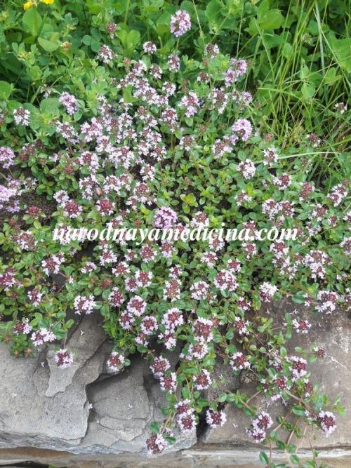 Какие растения помогают бороться с простудой. Лекарственные растения и субстраты от простудных и вирусных заболеваний 01 Какие растения помогают бороться с простудой. Лекарственные растения и субстраты от простудных и вирусных заболеваний 01