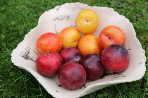 Персик лорд максима описание сорта. Среднеспелые сорта персиков: описание сортов 09 Персик лорд максима описание сорта. Среднеспелые сорта персиков: описание сортов 09