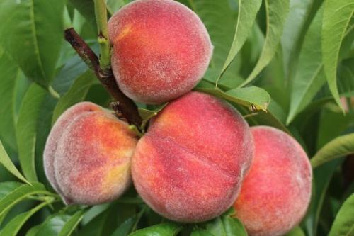 Персик лорд максима. Самые лучшие сорта персиков с фото и описанием
