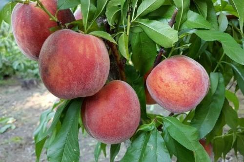 Персик лорд максима. Самые лучшие сорта персиков с фото и описанием