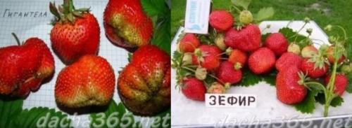 Выращивание рассады клубники из семян в домашних условиях. Какие сорта лучше размножать семенами
