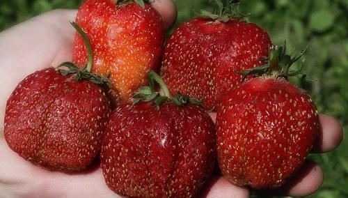 Когда плодоносит клубника из семян. Как вырастить клубнику из семян в домашних условиях