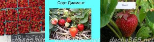 Выращивание рассады клубники из семян в домашних условиях. Какие сорта лучше размножать семенами