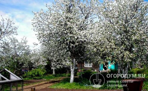 Крупноплодные сорта яблонь для средней полосы. Особенности региона