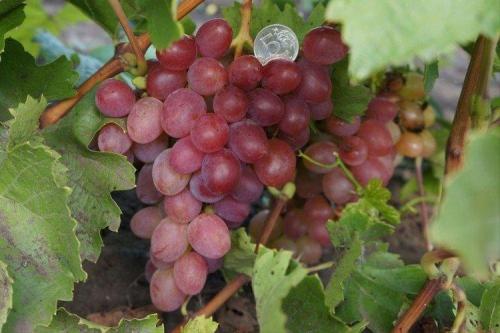 Самые вкусные сорта винограда. Лучшие сорта винограда: фото, названия и описания (каталог)