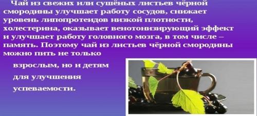 Как чай из смородины влияет на организм. Листья смородины – лечебные свойства и противопоказания