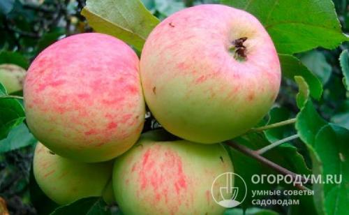 Яблоня призовое описание сорта. Краткое описание распространенных сортов