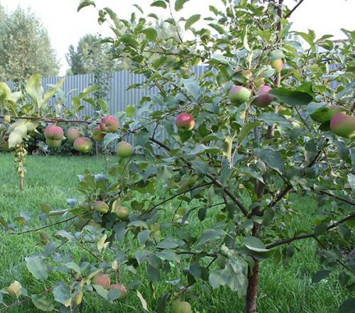 Яблоня родниковое. Иммунная к парше уральская яблоня Родниковая