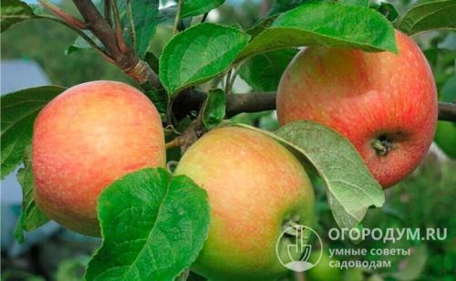 Яблоня призовое описание сорта. Краткое описание распространенных сортов