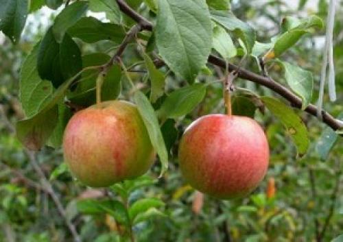 Яблоня родниковое. Иммунная к парше уральская яблоня Родниковая