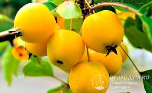 Яблоня призовое описание сорта. Краткое описание распространенных сортов