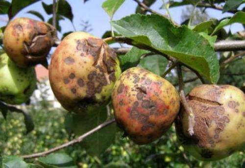 Яблоня родниковое. Иммунная к парше уральская яблоня Родниковая