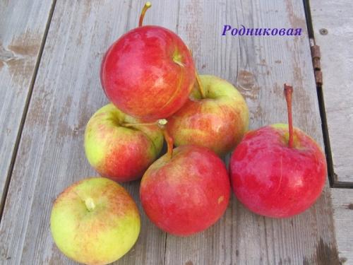 Яблоня родниковое. Иммунная к парше уральская яблоня Родниковая