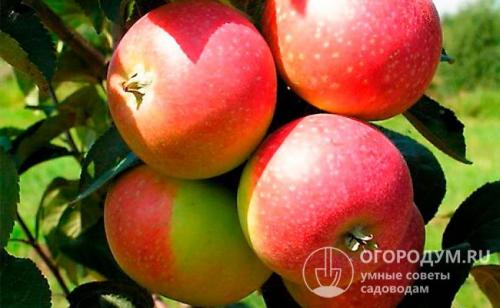 Яблоня призовое описание сорта. Краткое описание распространенных сортов