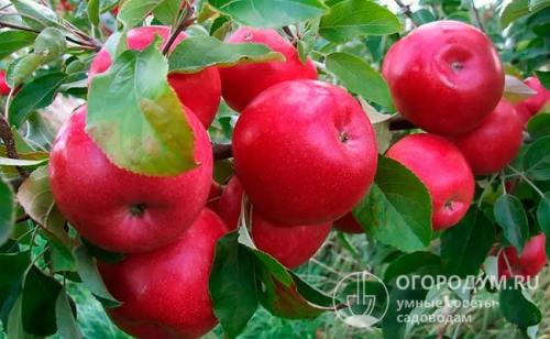 Яблоня призовое описание сорта. Краткое описание распространенных сортов
