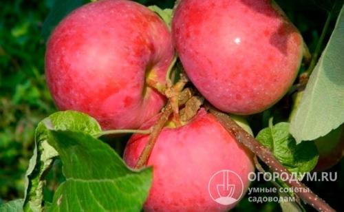 Яблоня призовое описание сорта. Краткое описание распространенных сортов