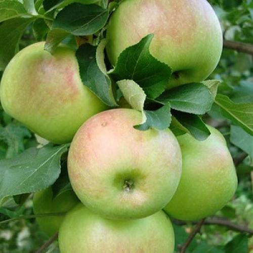 Яблоня родниковое. Иммунная к парше уральская яблоня Родниковая