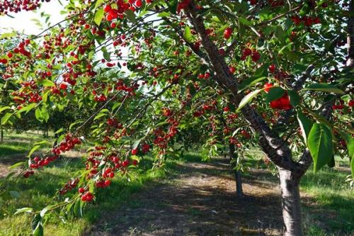 Можно ли сажать черешню рядом с вишней. Соседи вишни на участке, что можно и нельзя сажать рядом
