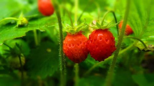 Уход за земляникой осенью. Уход за клубникой и земляникой осенью