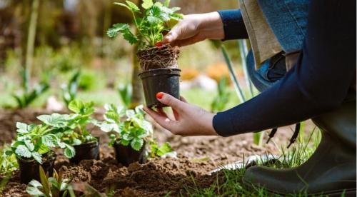 Всё о садовой землянике. Чем клубника отличается от садовой земляники 04 Всё о садовой землянике. Чем клубника отличается от садовой земляники 04