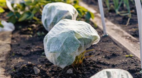 Всё о садовой землянике. Чем клубника отличается от садовой земляники 03 Всё о садовой землянике. Чем клубника отличается от садовой земляники 03