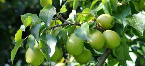 Какие сорта груш наиболее устойчивы к низким температурам. Выбираем самые морозоустойчивые сорта груши