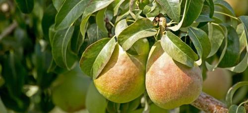 Какие сорта груш наиболее устойчивы к низким температурам. Выбираем самые морозоустойчивые сорта груши