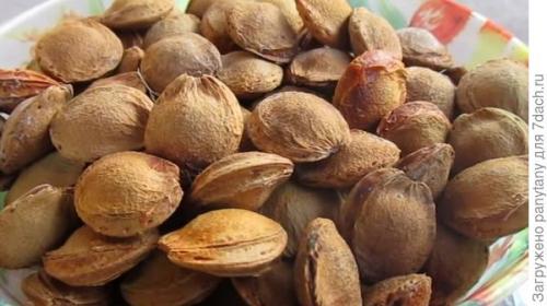 Как вырастить персик из косточки на даче. Персики из косточек