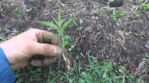 Как вырастить нектарин из косточки и будет ли урожай. Персик и нектарин из косточки: успешная практика выращивания