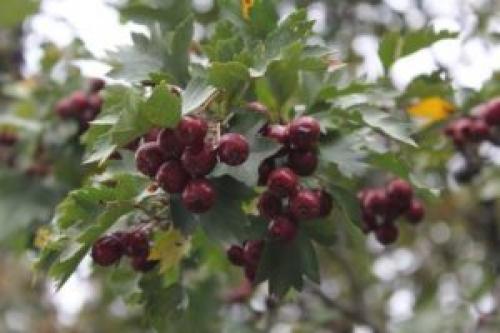 Какие целебные свойства имеет боярышник. Лечебные свойства боярышника