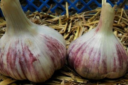 Новые сорта чеснока. 10 самых лучших сортов чеснока для посадки под зиму