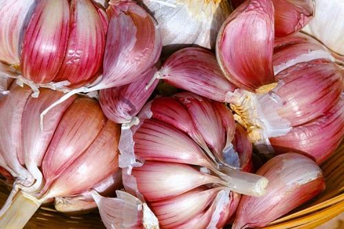 Новые сорта чеснока. 10 самых лучших сортов чеснока для посадки под зиму