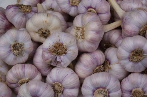 Новые сорта чеснока. 10 самых лучших сортов чеснока для посадки под зиму