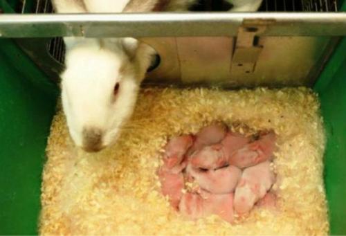 Сколько крольчат рождается за один раз. Роды у крольчихи