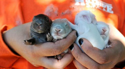 Как выглядит процесс рождения у кроликов. Как выглядят новорожденные кролики и как за ними ухаживать?