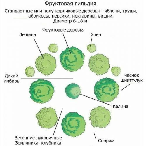 Что нельзя сажать рядом со сливой. Соседи сливы на участке, что можно посадить рядом 12 Что нельзя сажать рядом со сливой. Соседи сливы на участке, что можно посадить рядом 12