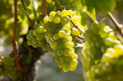 Лучшие сорта винограда для вина: фото, названия и описания (каталог)