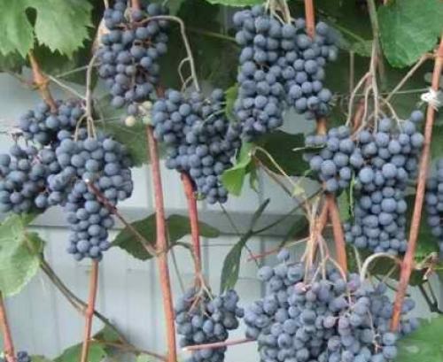Виноград Велюр описание сорта. Виноград Велюр 26