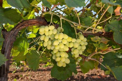 Лучшие сорта винограда для вина: фото, названия и описания (каталог)