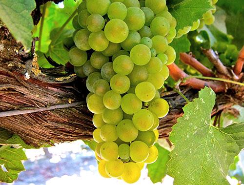 Виноград Велюр описание сорта. Виноград Велюр 25