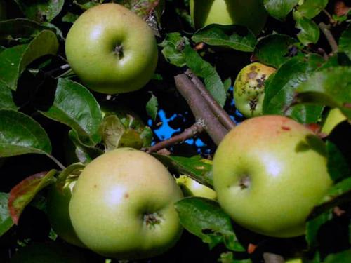 Зимние сорта яблок, хранящиеся до весны. Сорта зимних яблок